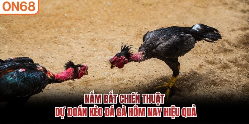 Nắm bắt chiến thuật dự đo&aacute;n k&egrave;o đ&aacute; g&agrave; h&ocirc;m nay hiệu quả