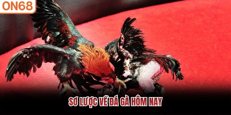 Sơ lược về đ&aacute; g&agrave; h&ocirc;m nay