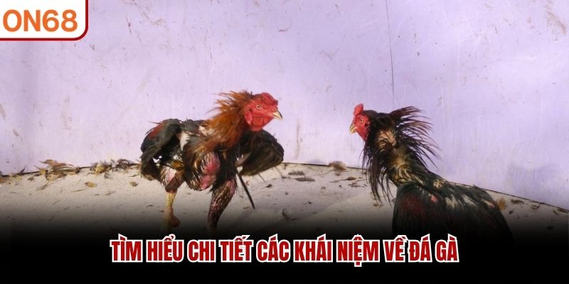 T&igrave;m hiểu chi tiết c&aacute;c kh&aacute;i niệm về đ&aacute; g&agrave;